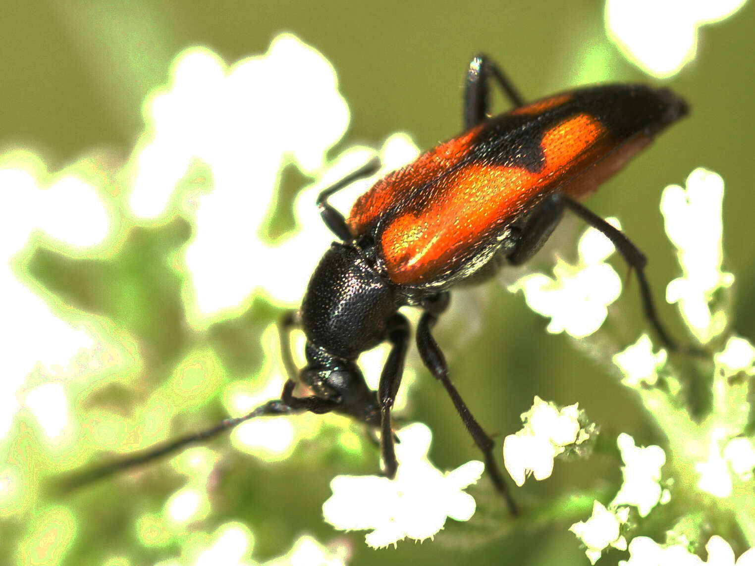 Image of Stenurella (Priscostenurella) bifasciata (Müller 1776)