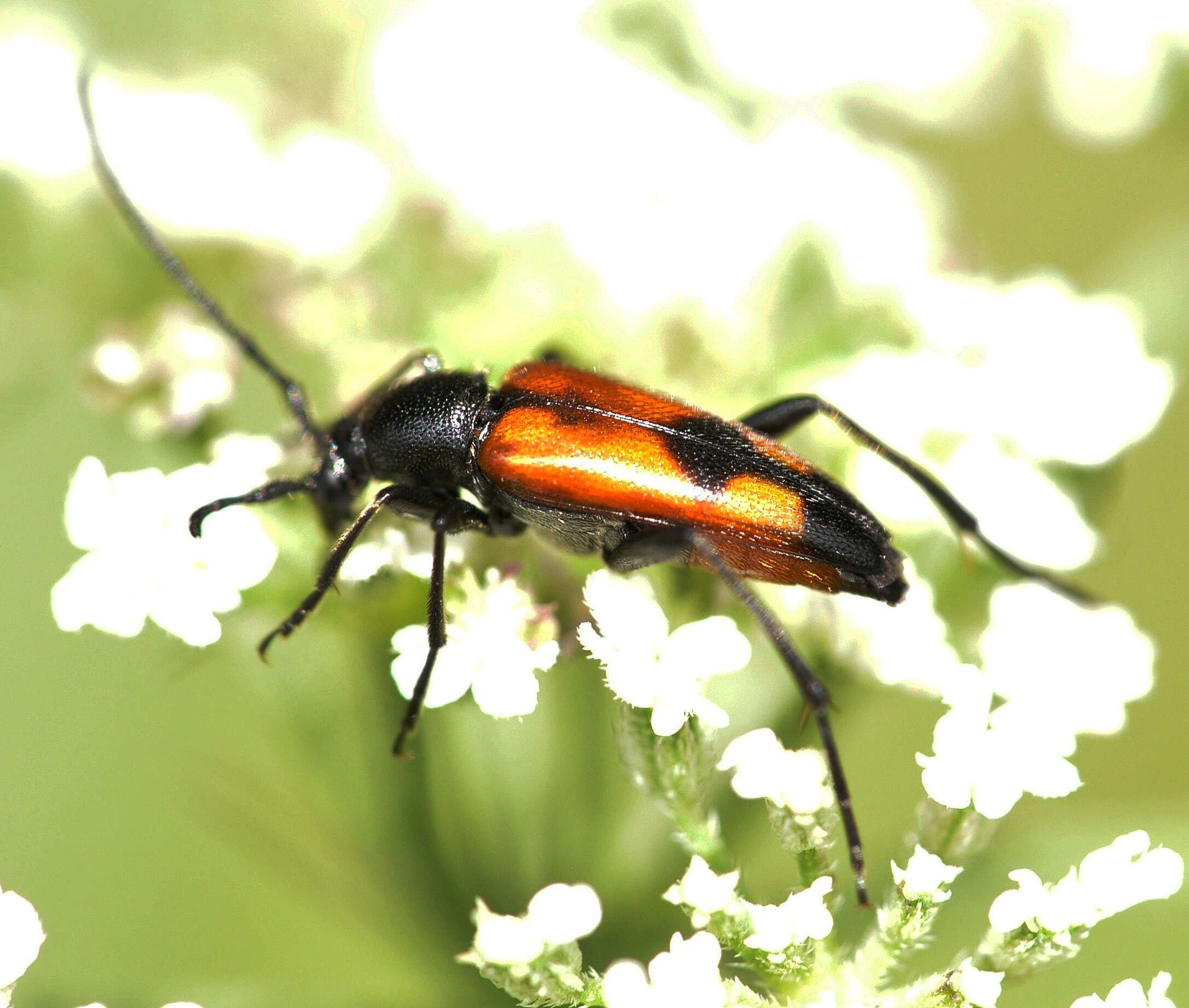 Image of Stenurella (Priscostenurella) bifasciata (Müller 1776)