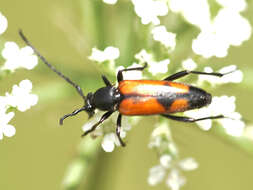 Image of Stenurella (Priscostenurella) bifasciata (Müller 1776)