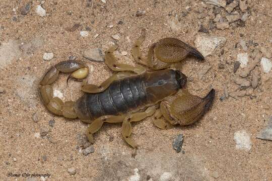 Image of Scorpio maurus Linnaeus 1758