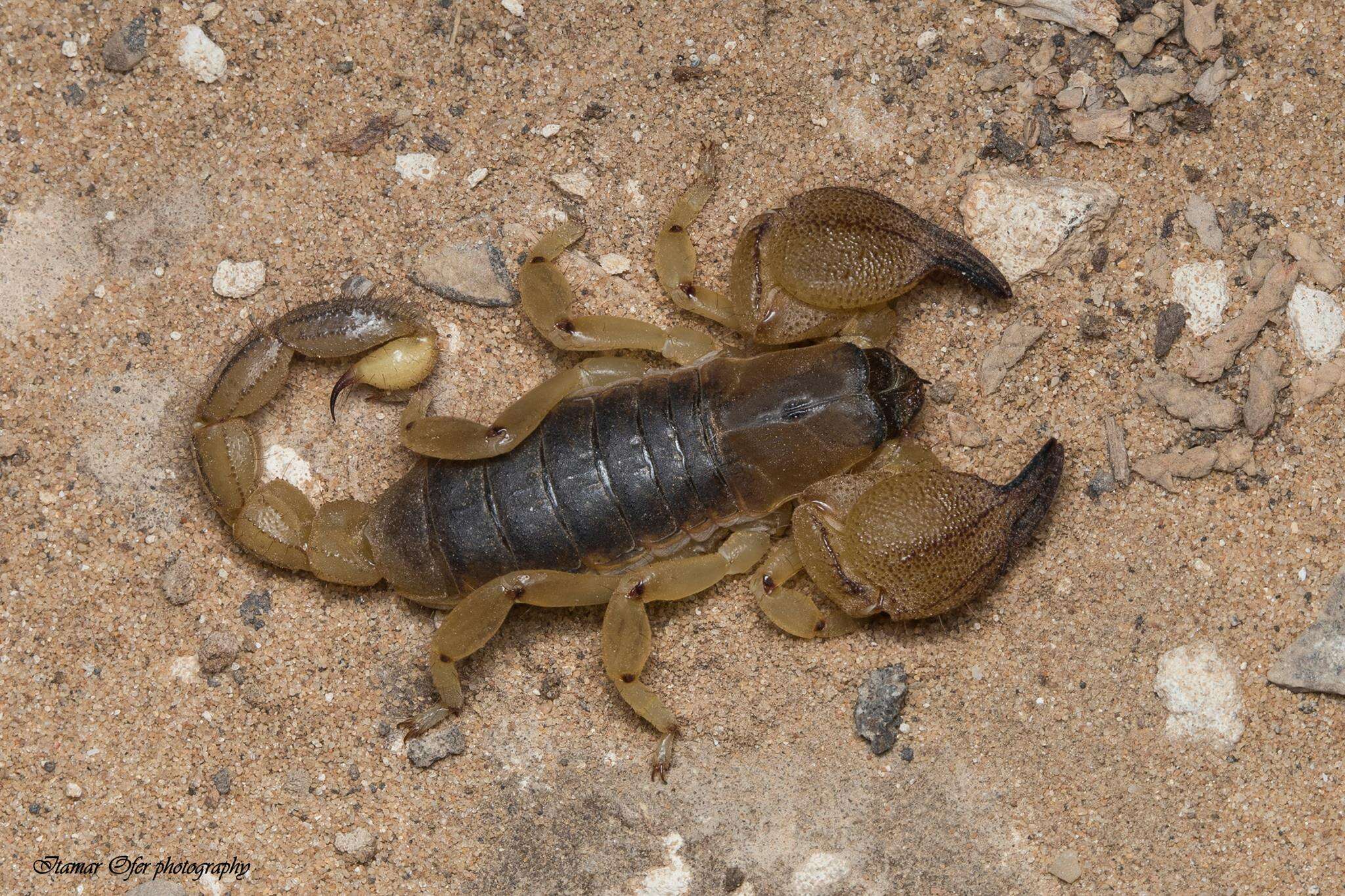 Image of Scorpio maurus Linnaeus 1758