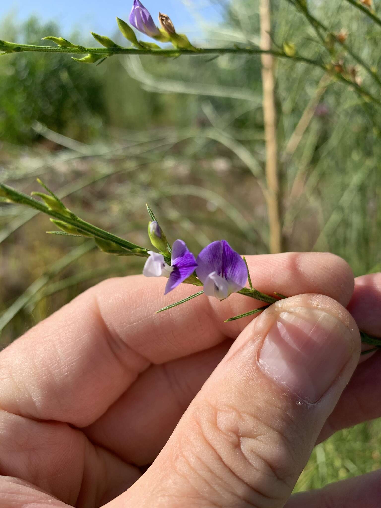 Psoralea filifolia Eckl. & Zeyh. resmi