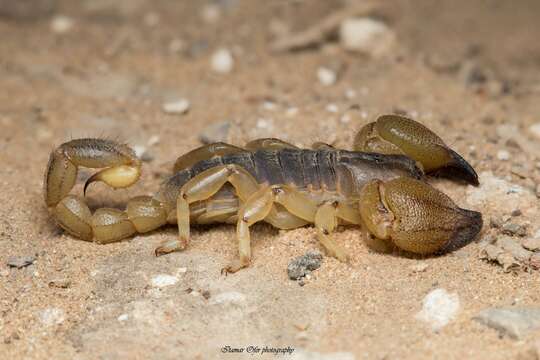 Image of Scorpio maurus Linnaeus 1758