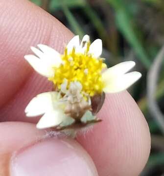 Plancia ëd Phymata fasciata mystica Evans 1931