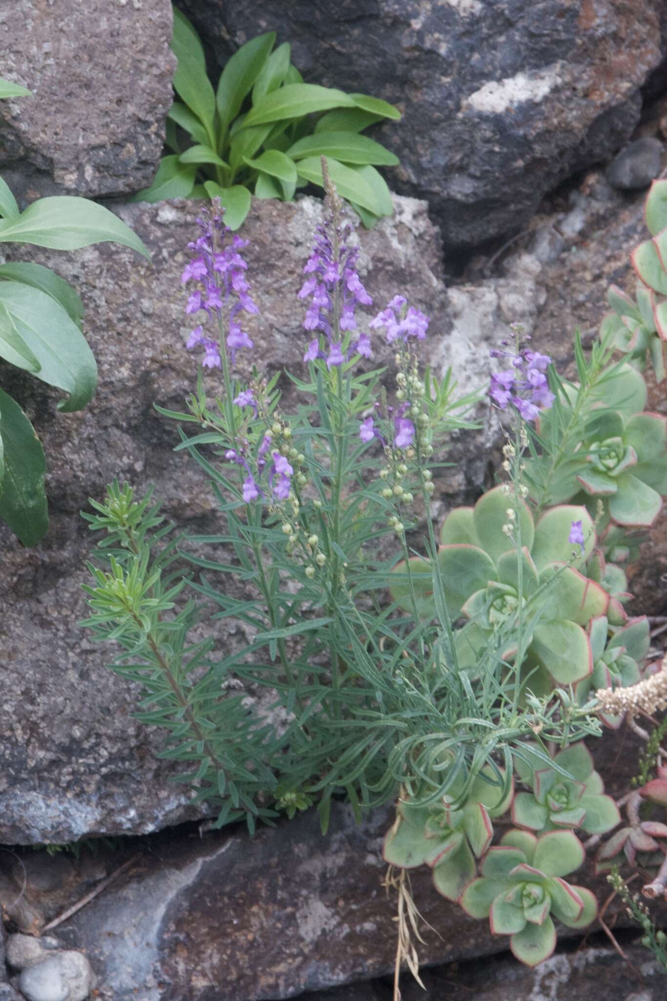 Image of Purple Toadflax