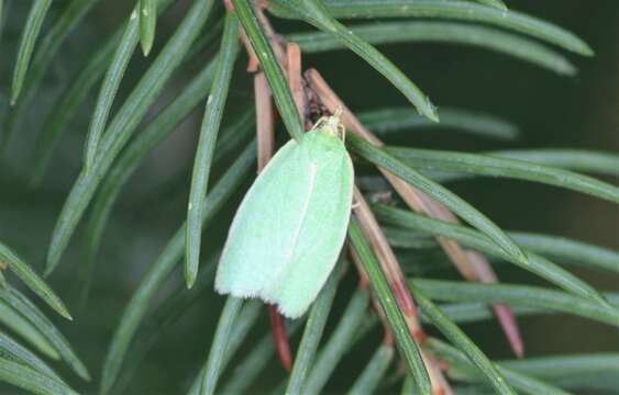 Image of green oak tortrix