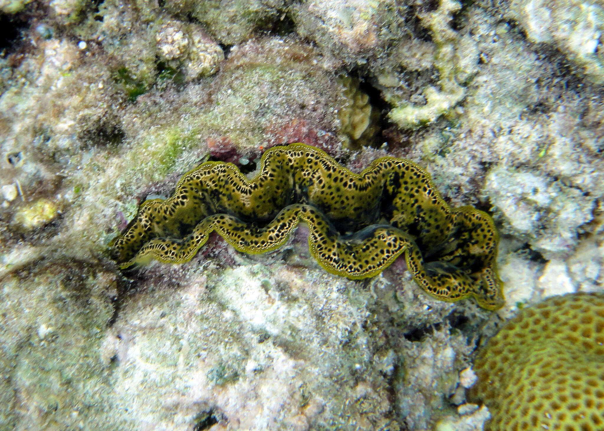 Image de Tridacna crocea Lamarck 1819