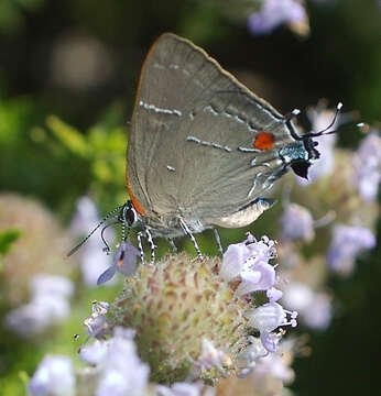 Image of White-M Hairstreak