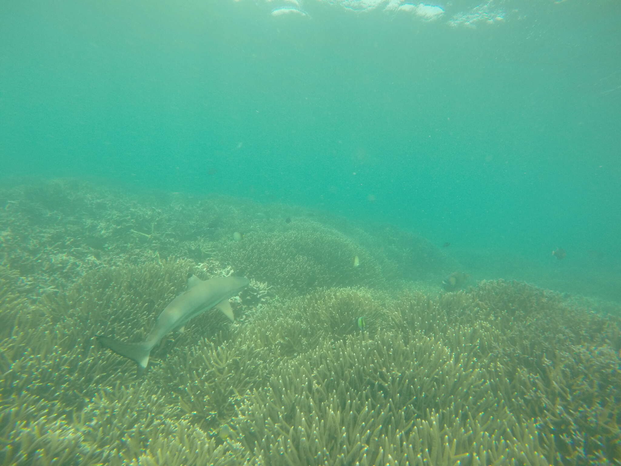 Image de Requin à pointes noires