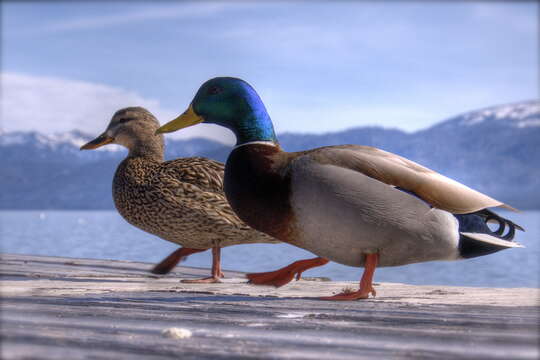 Image of Common Mallard