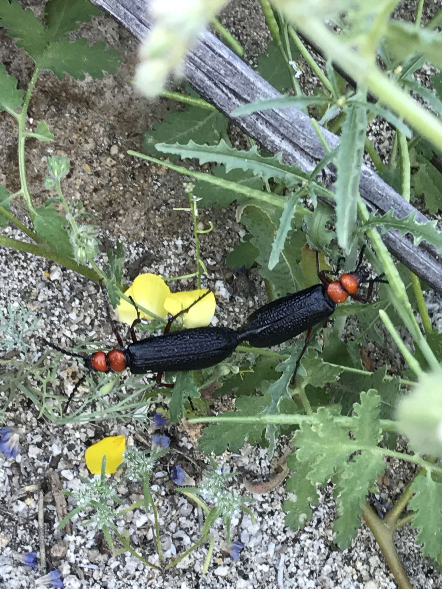 Image of Master Blister Beetle