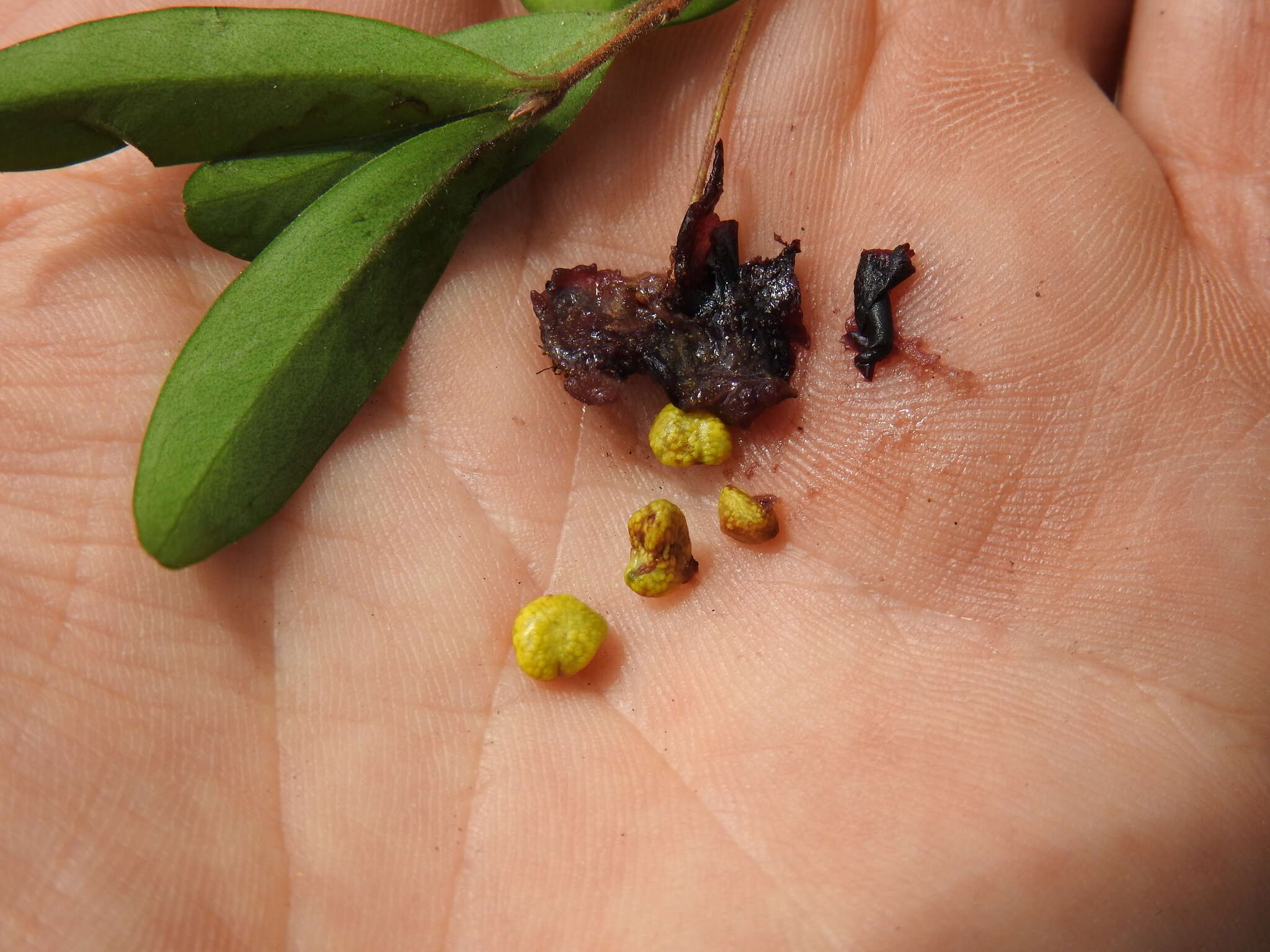 Image of Pilidiostigma rhytisperma (F. Müll.) Burret