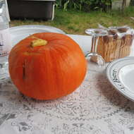 Image of field pumpkin