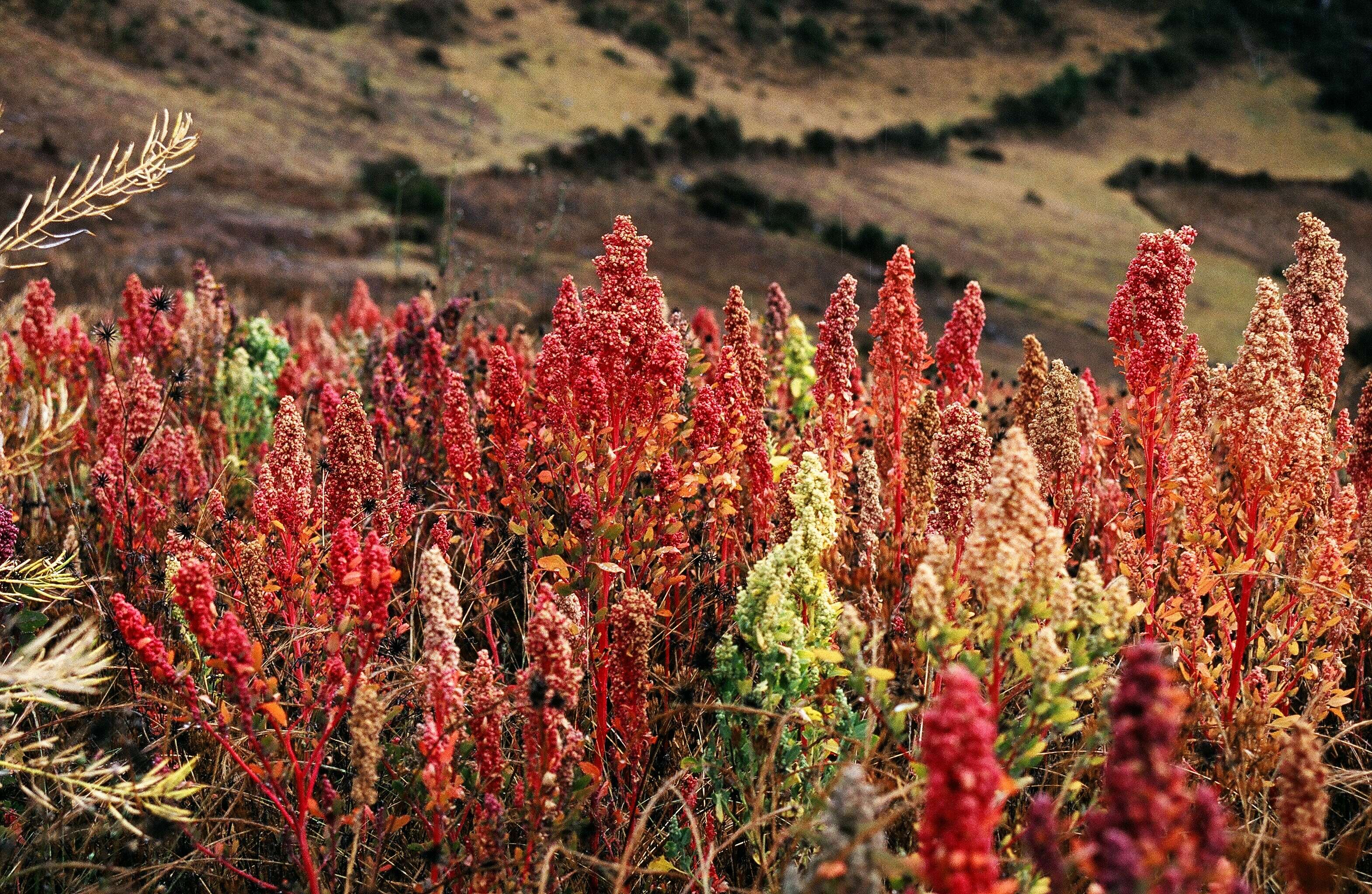 Image of quinoa