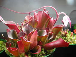 Image of Heliamphora pulchella Wistuba, Carow, Harbarth & Nerz