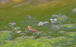 Image of <i>Orthetrum brunneum cycnos</i> Selys 1848