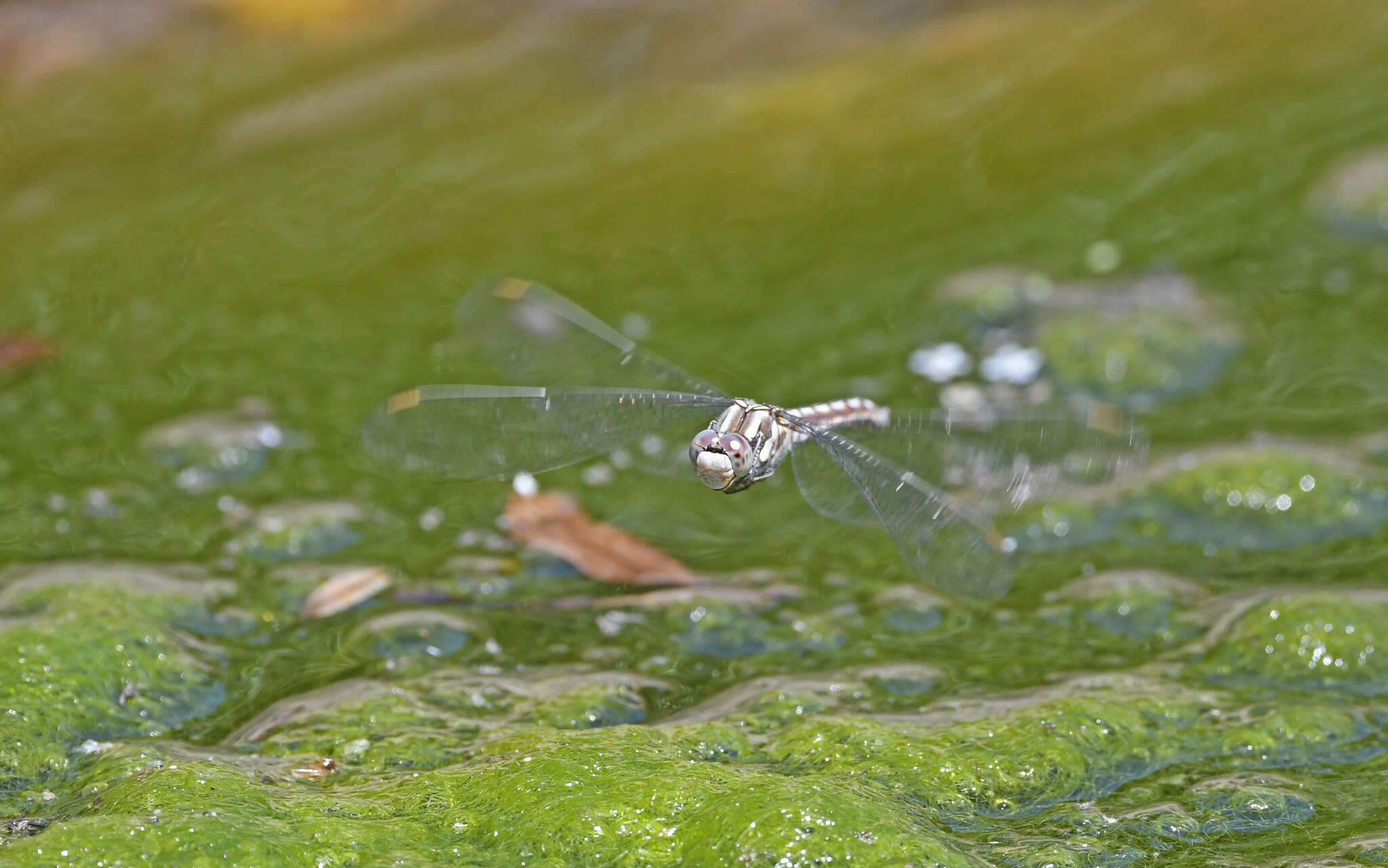 Image of <i>Orthetrum brunneum cycnos</i> Selys 1848