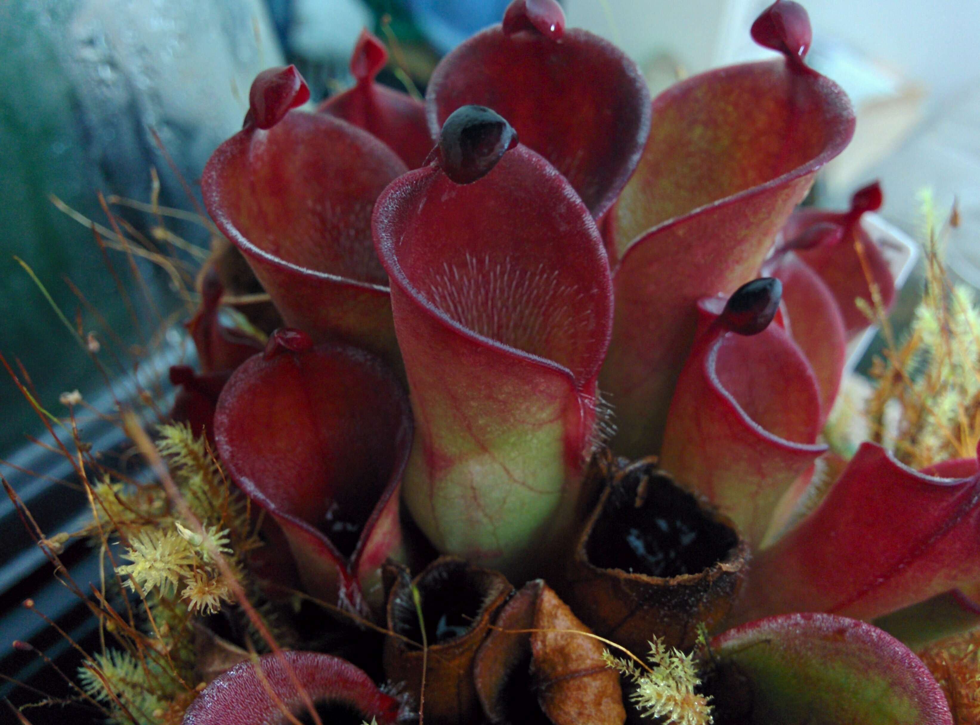 Image of Heliamphora pulchella Wistuba, Carow, Harbarth & Nerz