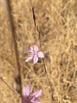 Sivun Stephanomeria exigua Nutt. kuva