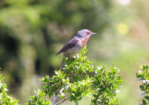 Sivun Curruca cantillans (Pallas 1764) kuva