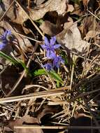 Image of Scilla vindobonensis Speta