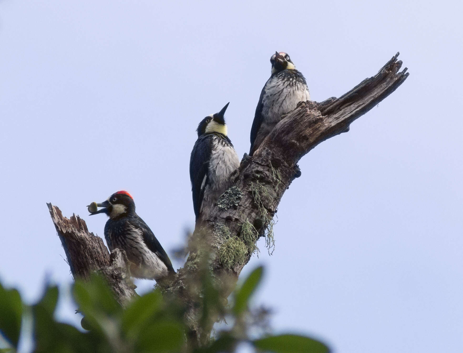 Image of Acorn Woodpecker