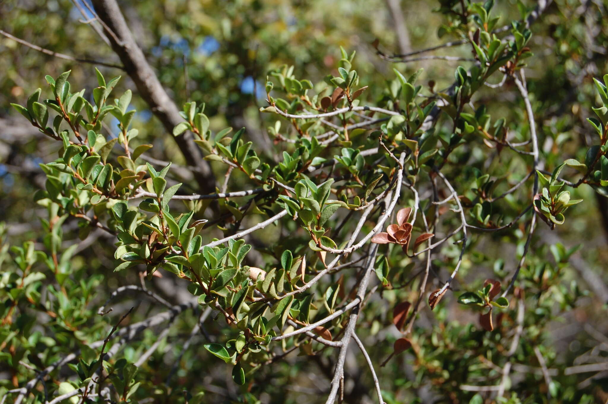 Myrceugenia resmi