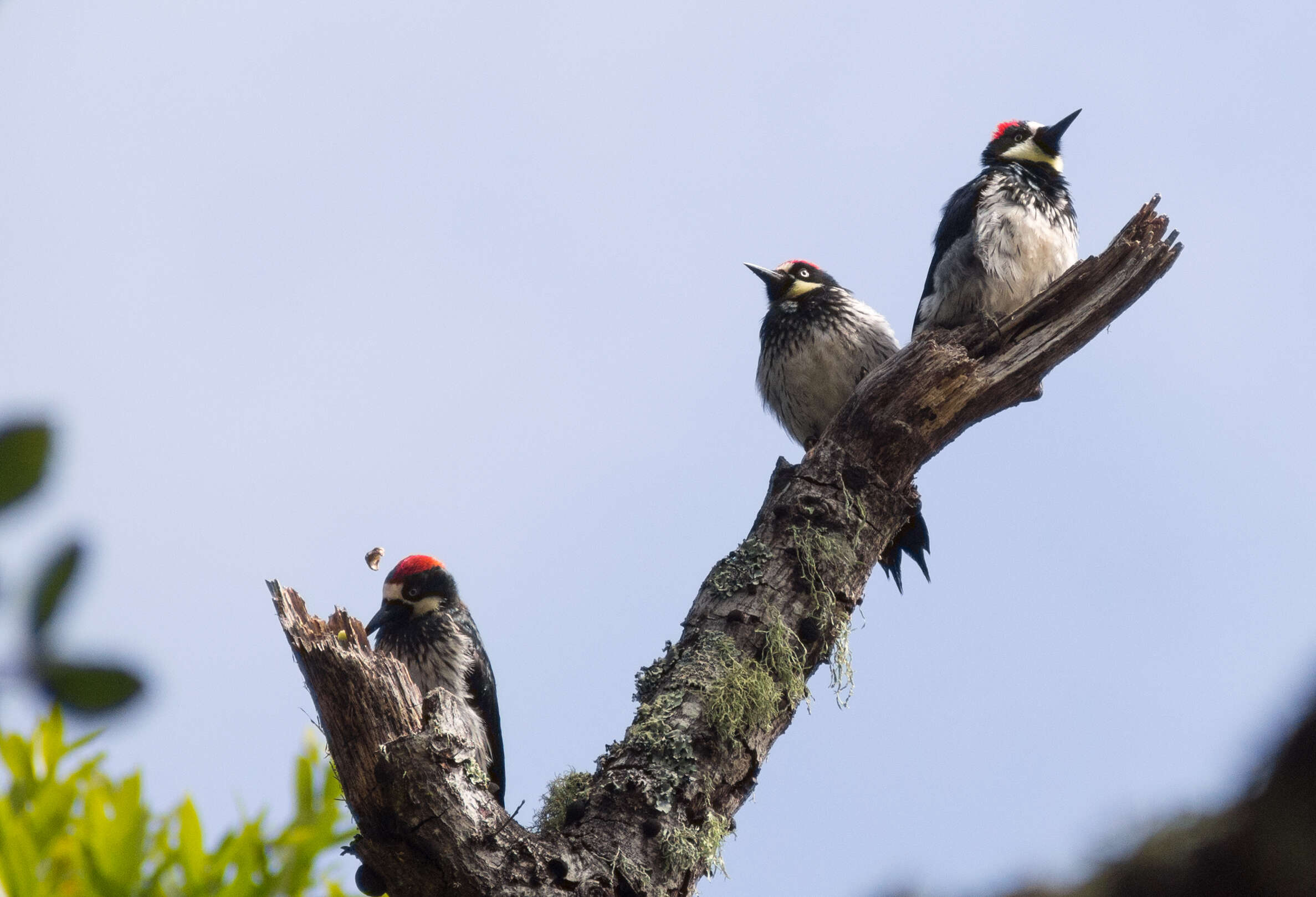 Image of Acorn Woodpecker