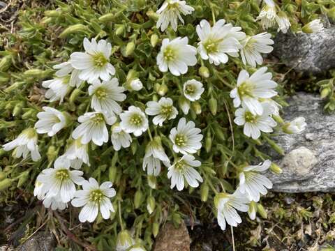 صورة Cerastium uniflorum Clairv.