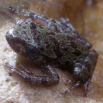 Image of Eastern Ghost Frog
