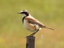 Image of Capped Wheatear