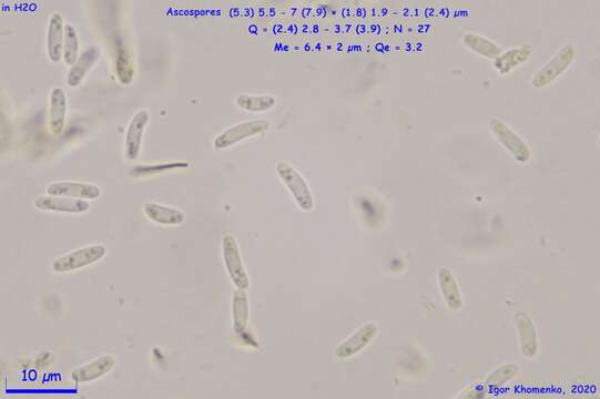 Image of Ionomidotis fulvotingens (Berk. & M. A. Curtis) E. K. Cash 1939