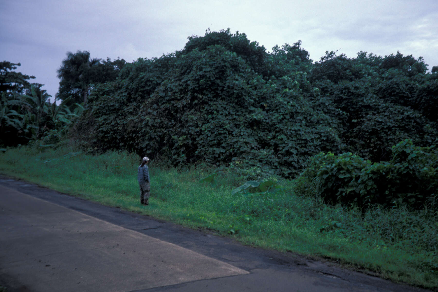 Image de Pueraria montana var. lobata (Willd.) Sanjappa & Pradeep