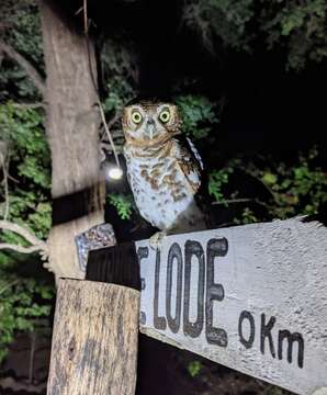 Image of African Barred Owlet