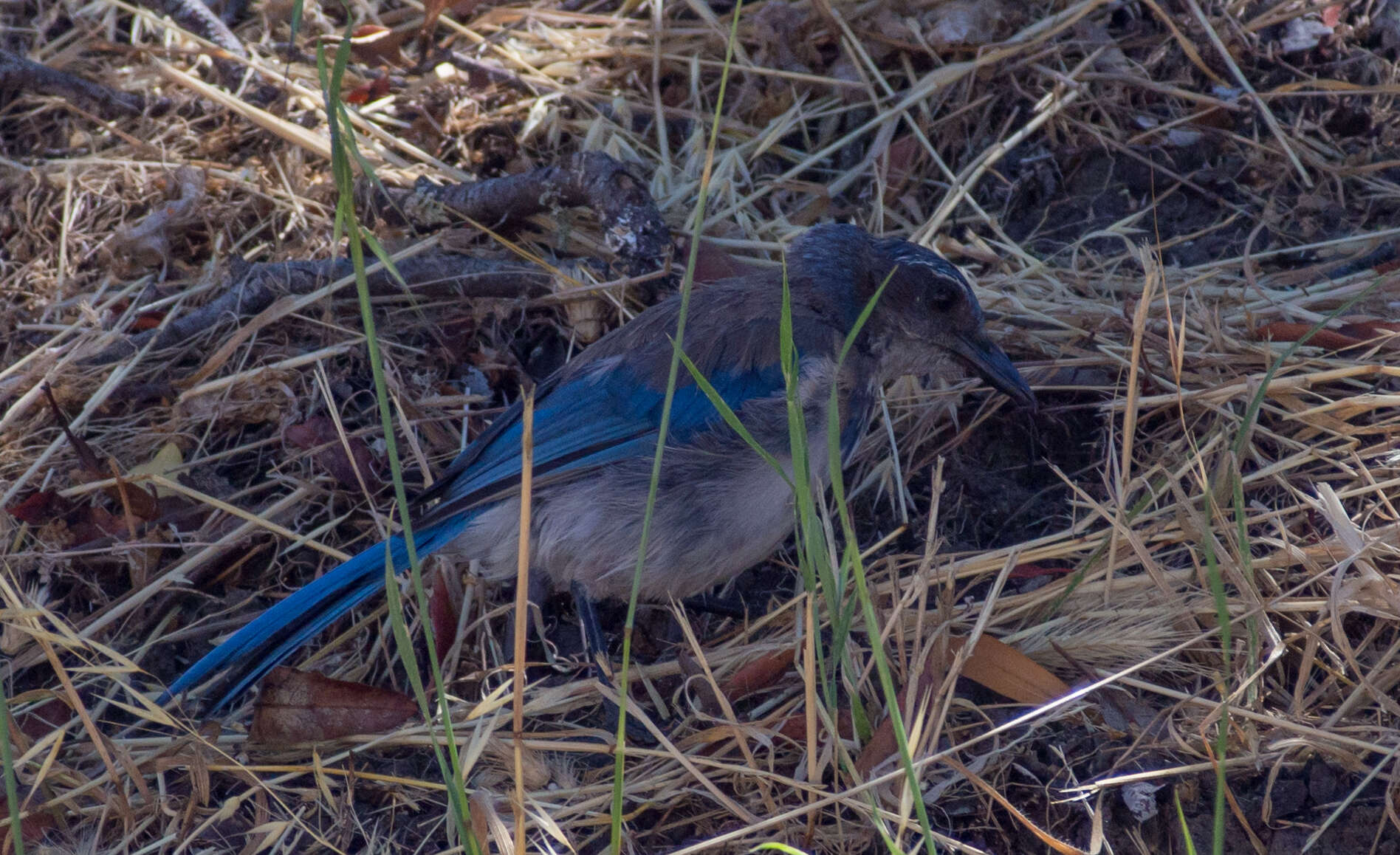 Image of Aphelocoma Cabanis 1851