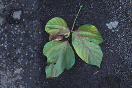 Image de Pueraria montana var. lobata (Willd.) Sanjappa & Pradeep