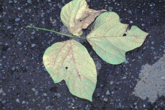 Слика од Pueraria montana var. lobata (Willd.) Sanjappa & Pradeep