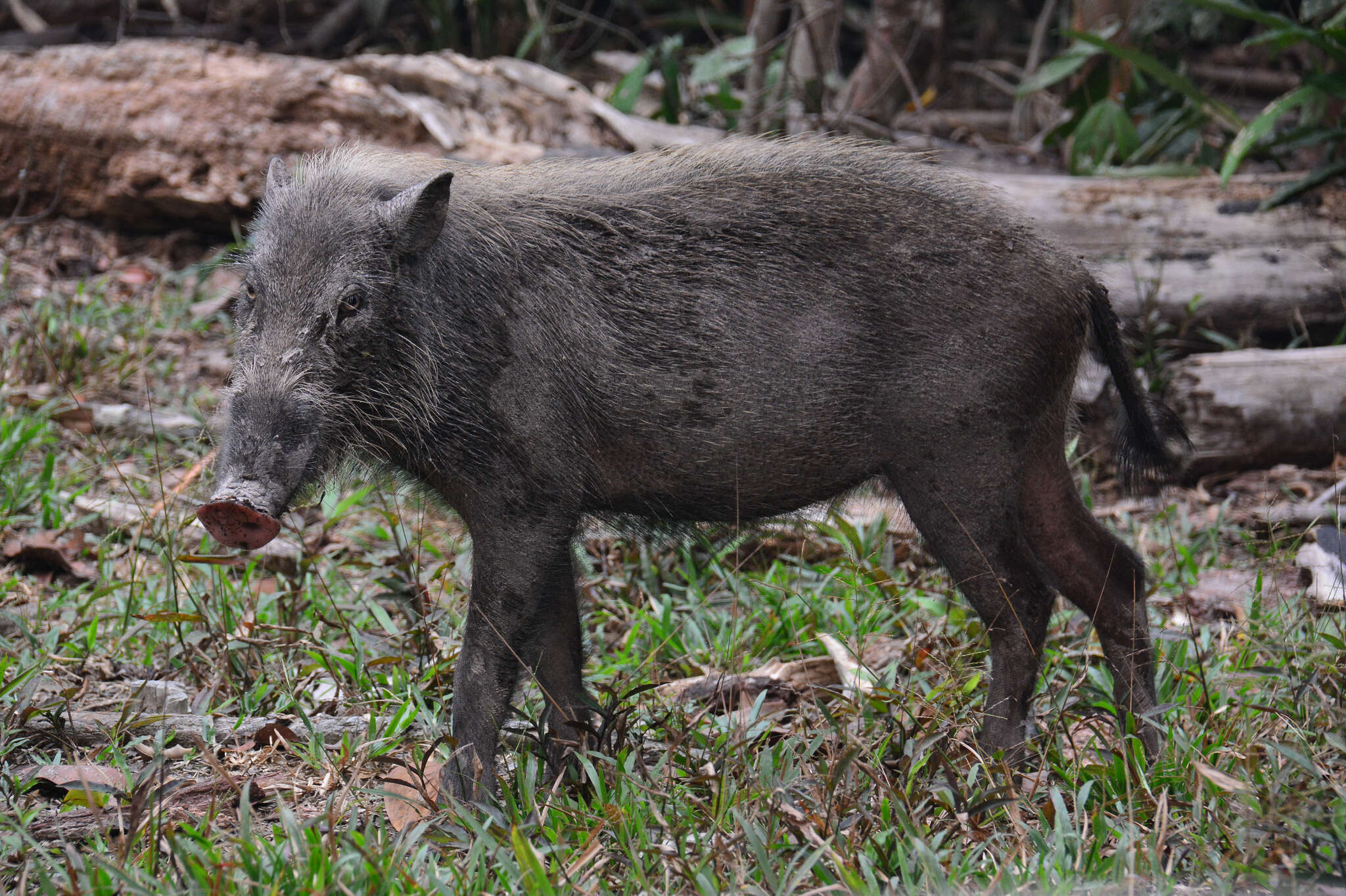 Image of Bearded Pig