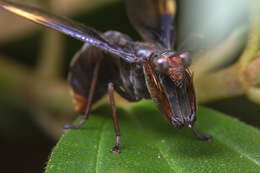 صورة Euclimacia gerstaeckeri Banks 1920