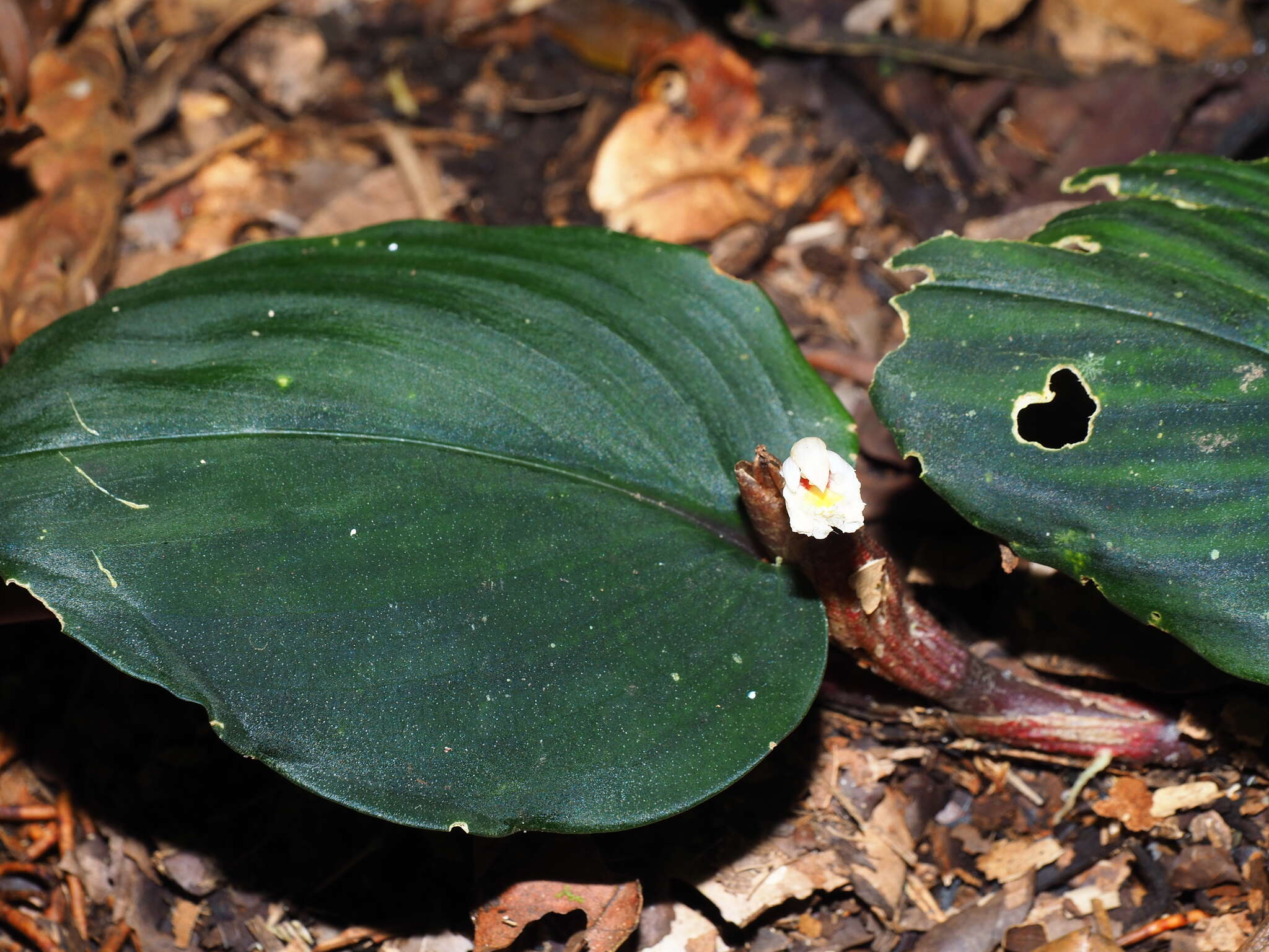 Imagem de Boesenbergia orbiculata R. M. Sm.