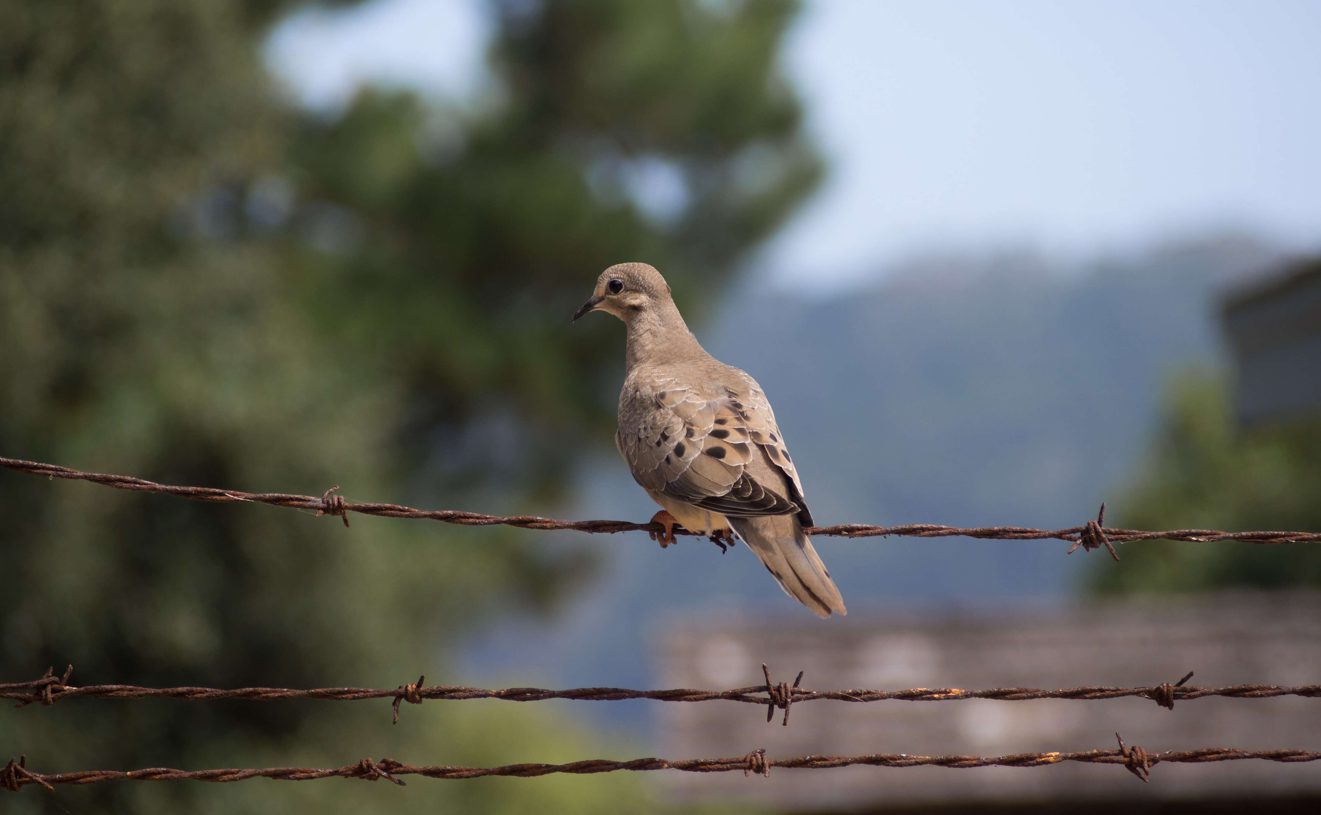 Image of American Mourning Dove