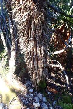 Sivun Richea pandanifolia Hook. fil. kuva