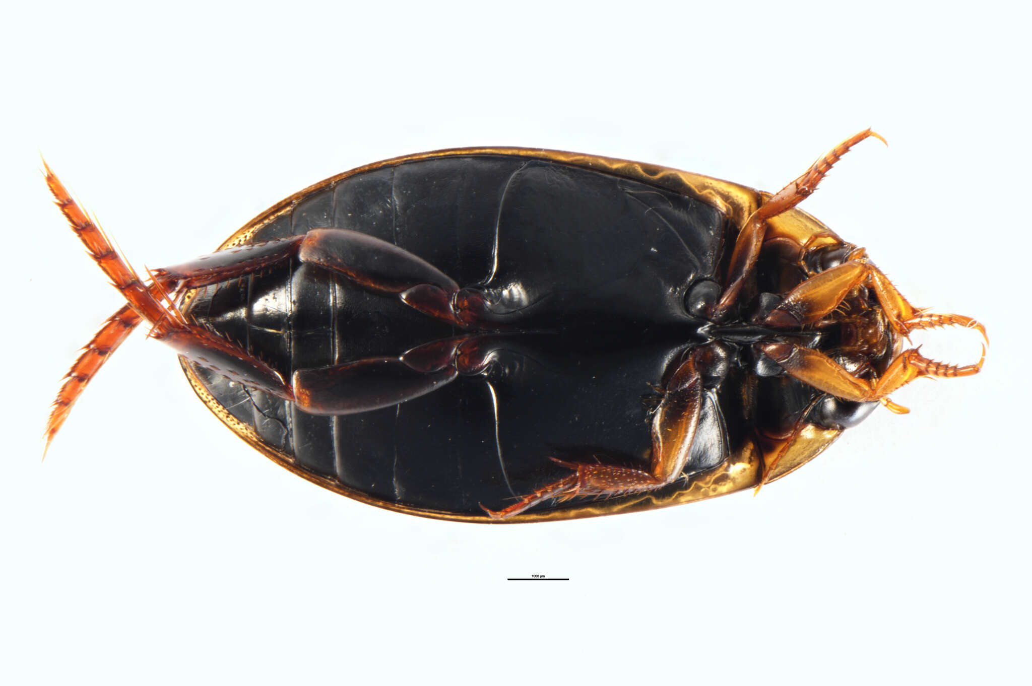 Image of Rhantus (Rhantus) suturalis (W. S. MacLeay 1825)