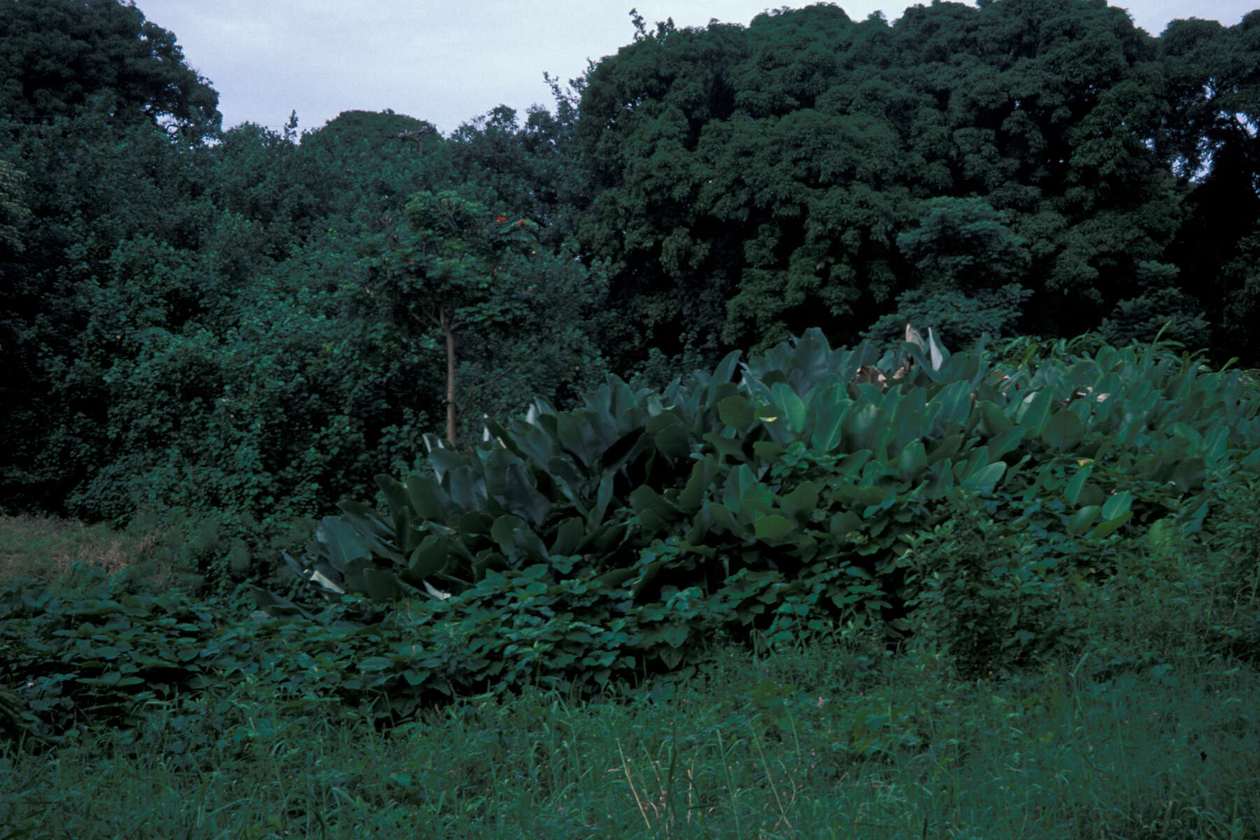 Image de Pueraria montana var. lobata (Willd.) Sanjappa & Pradeep