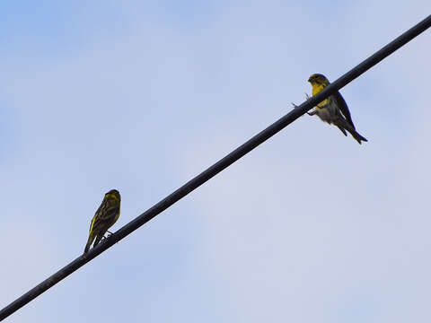 Image de Serin cini