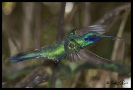 Colibri coruscans (Gould 1846) resmi