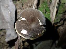 صورة Lactifluus wirrabara (Grgur.) Stubbe 2012