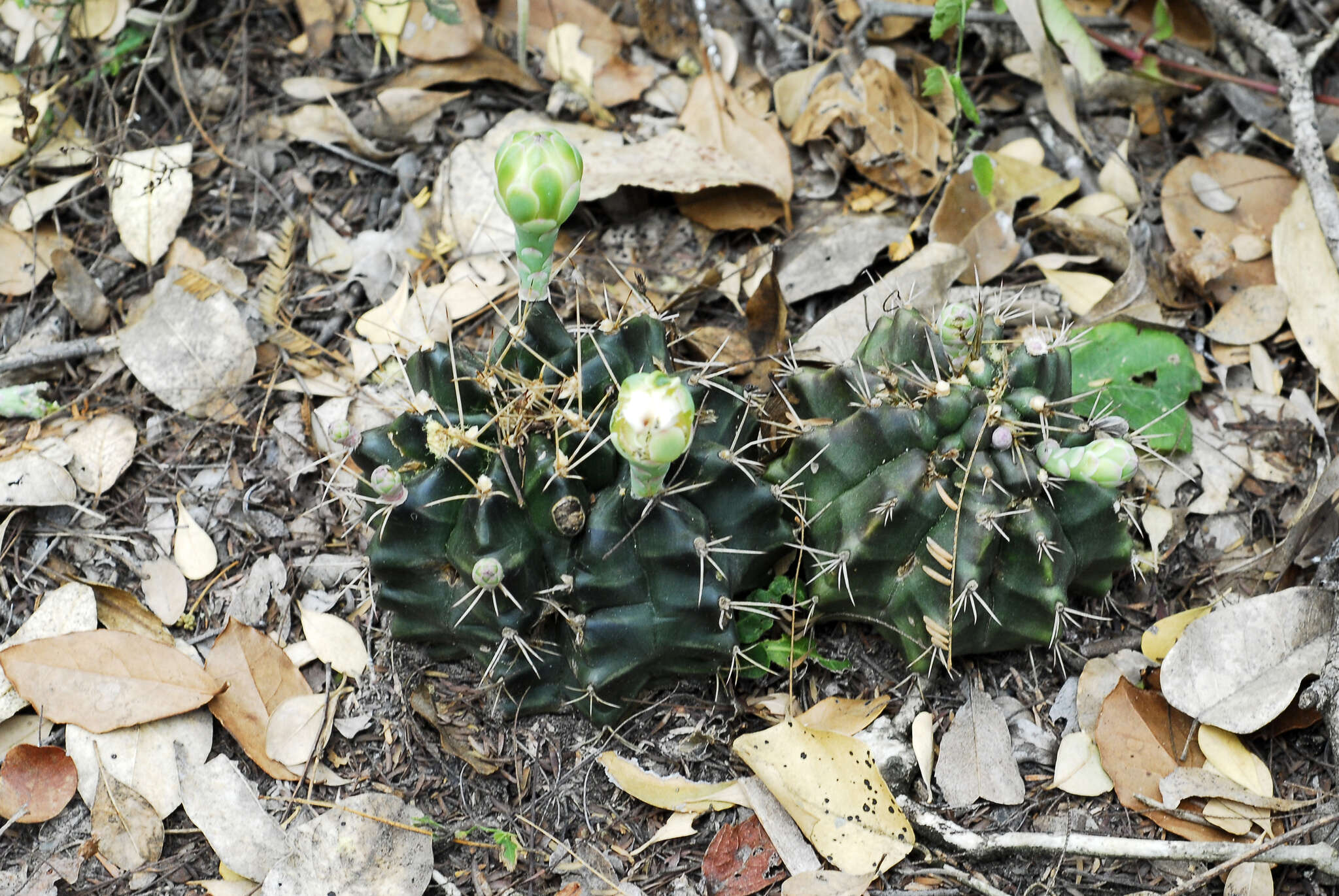 Image of Gymnocalycium anisitsii (K. Schum.) Britton & Rose