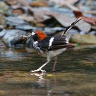 Image of Chestnut-naped Forktail