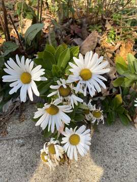 Слика од Leucanthemum maximum (Ramond) DC.